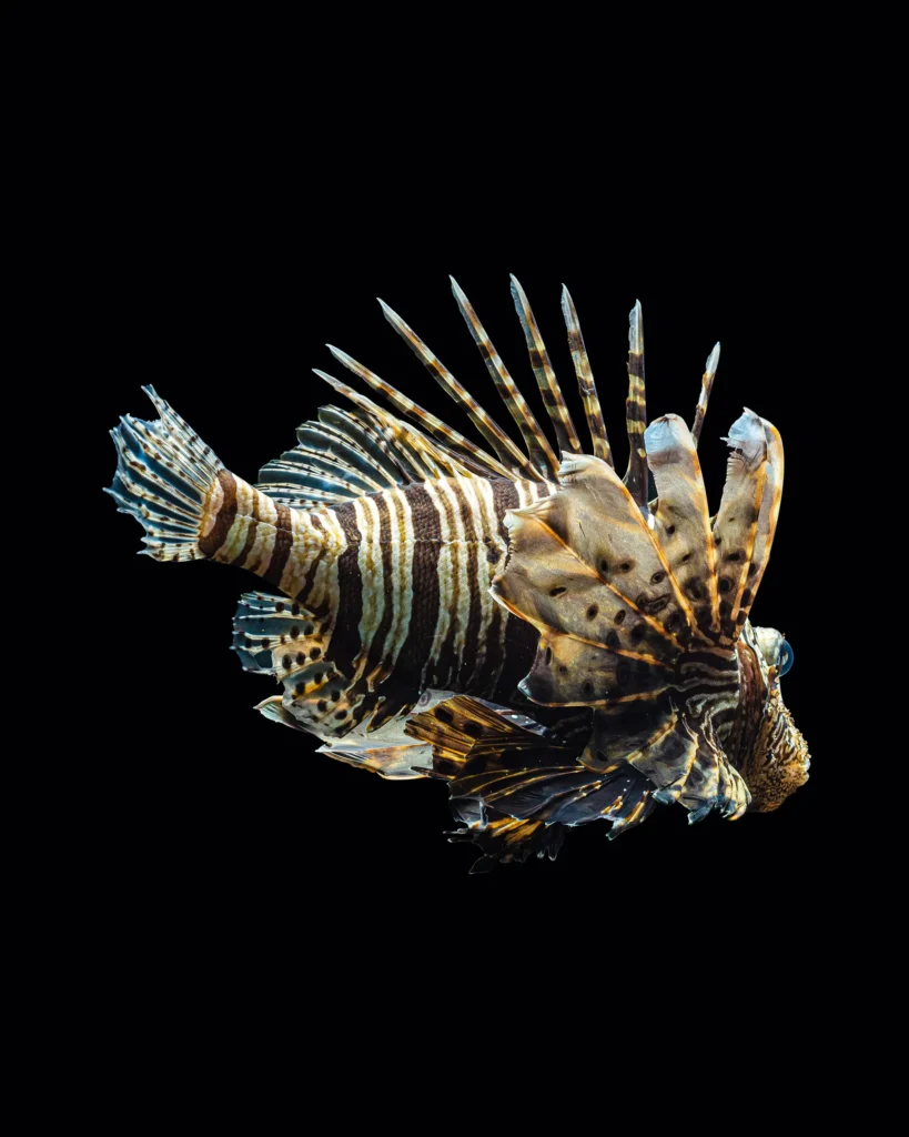 Lionfish with banded fins outstretched on black