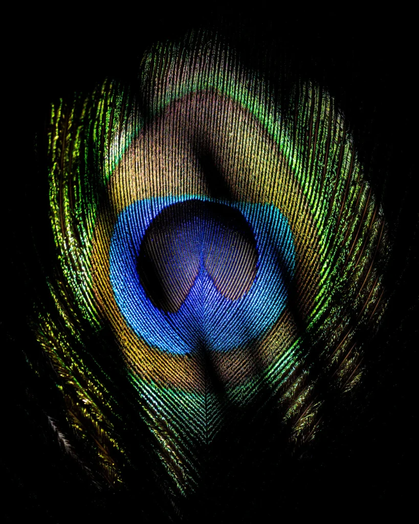 Peacock feather eye in blue and green against black