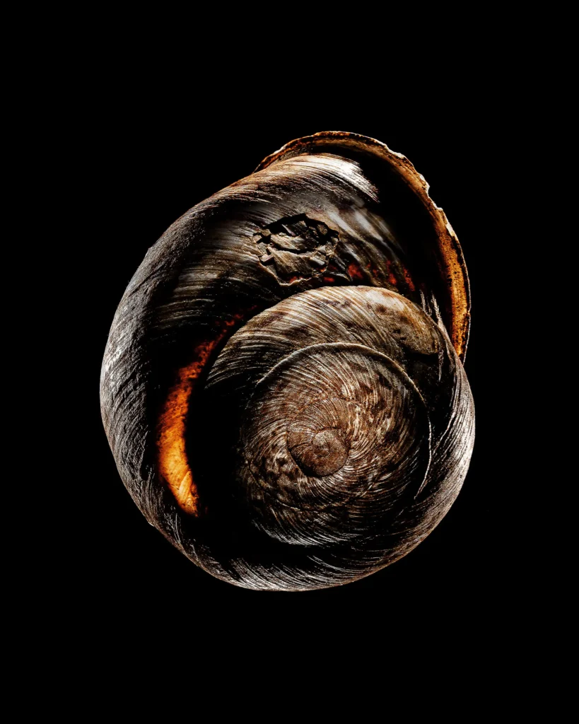 Snail shell lit to show its spiral against black