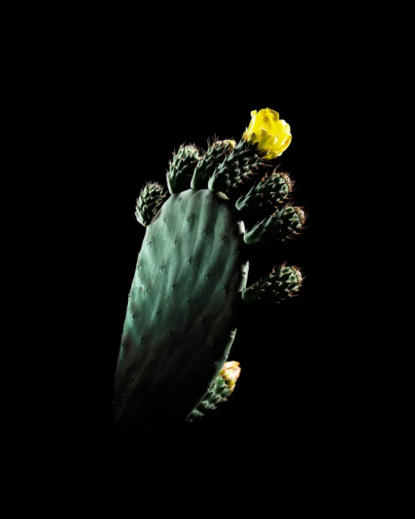 Prickly pear cactus with a yellow bloom on black